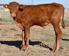 Hercules X Texas Mermaid Bull